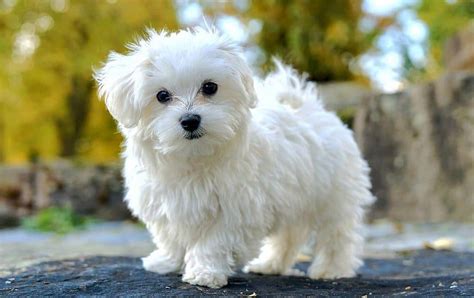 Malta Köpeği Özellikleri Nelerdir? Yavru Maltese Terrier ...