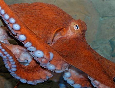 Giant Pacific Octopus Worlds Largest Octopus Animal Pictures And