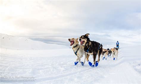 Team Pontier chien de traineau en Norvège Team Pontier Musher longue distance installé en