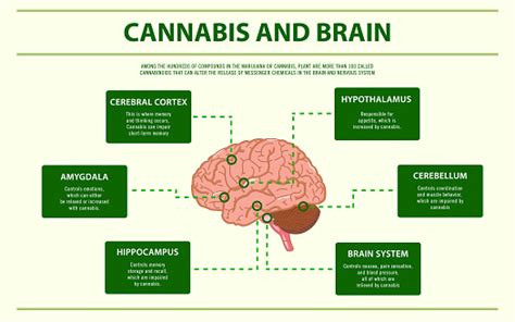 Cannabis And Brain Horizontal Infographic Stock Illustration Download