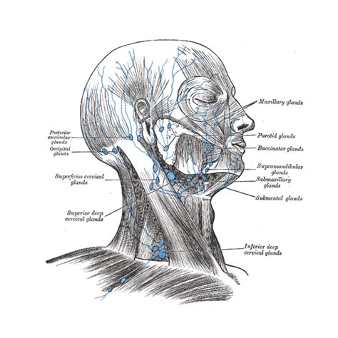 Lymphatics Of Head And Neck Grays Illustration Radiology Case