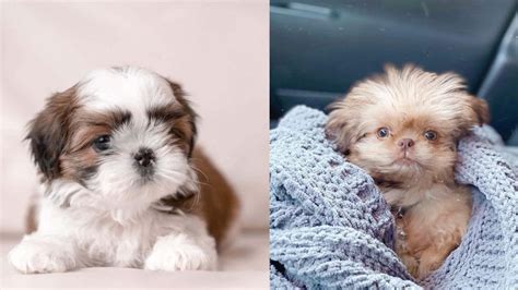 When does eye color change? Shih Tzu Colors | Complete List of All Recognized Coat Colors