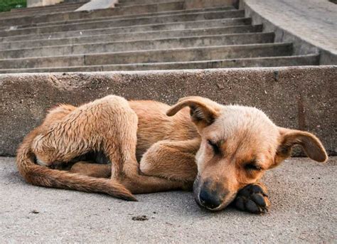 Una Fundación Que Lucha Por Ayudar A Los Animales En Situación De Calle