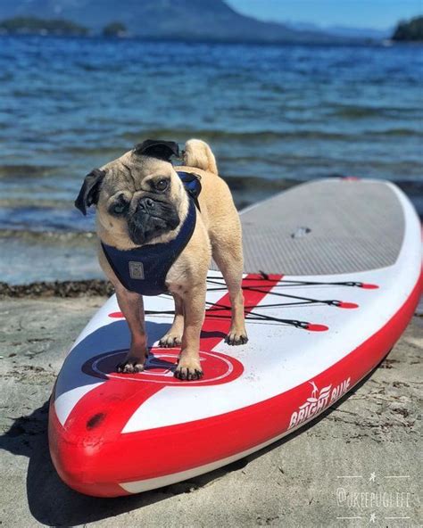 K9 Paws Academy Learn To Surf At Cute Pugs Pugs Baby Pugs