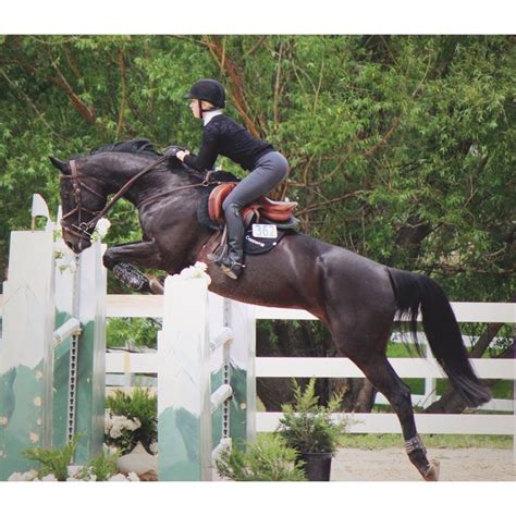 Thoroughbred Eventing Whattheeq Eq Show Jumping Horses Horse