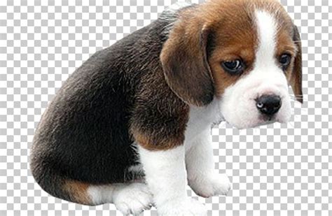 You'll find below all the articles written in the puppy category of this site. Bulldog Puppy Face Golden Retriever Sad Puppies PNG, Clipart, Animals, Beagle, Bulldog, Cari ...