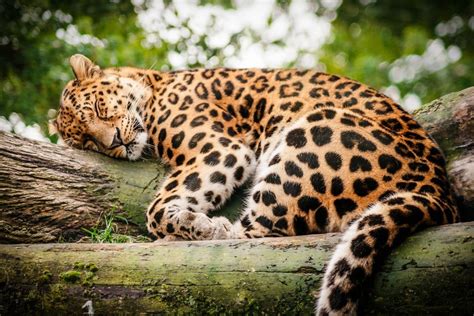 Leopard Wild Cat Rest Sleep Log Wallpaper 1920x1280