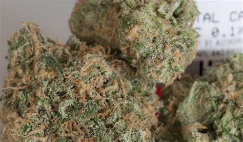 Stardawg Strain Information And Review