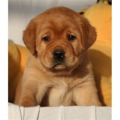 Labrador, puppies, labrador puppies, puppy, english labrador, breeder, dog, dogs, labrador retriever. Mythic Labradors, LLC, Labrador Retriever Breeder in ...