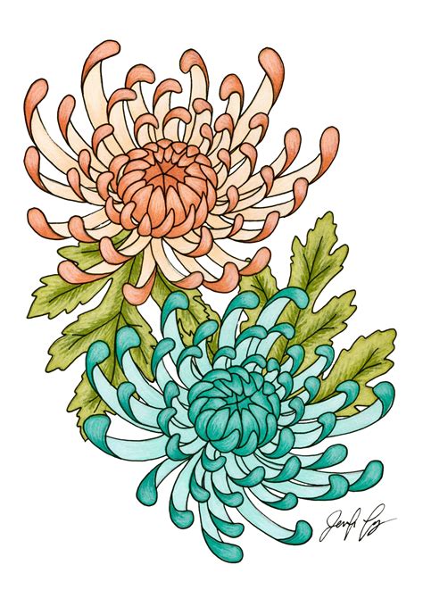Chrysanthemums Etsy Wildflower Drawing Print Design Art Digital