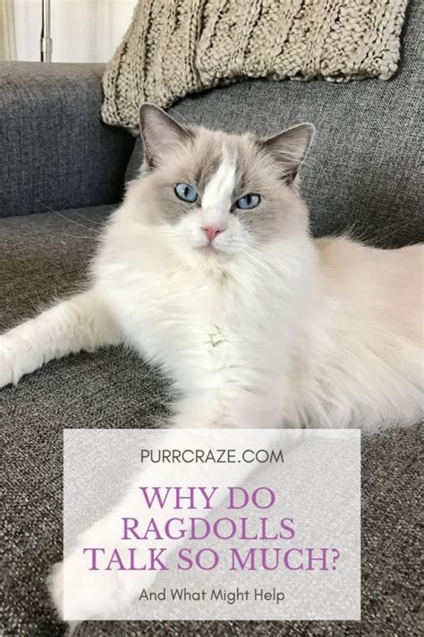 Why Do Ragdoll Cats Talk So Much Read The Answer Here Ragdollcat