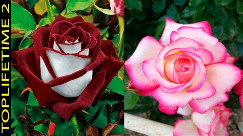 10 Rosas Más Bellas Del Planeta Youtube