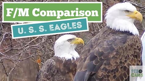 Male Vs Female Eagle Comparison YouTube