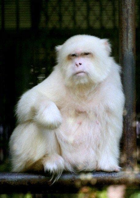 35 Rare Photos Of Albino Animals Like None Youll See In Real Life