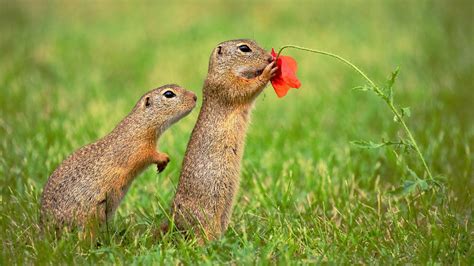 Ever Seen A Squirrel Eating Flowers Cgtn