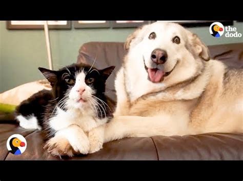 Our rescue for cats consists of foster care homes with volunteers from all over our area. Heartwarming Video: Dog Cares for Foster Kittens After ...
