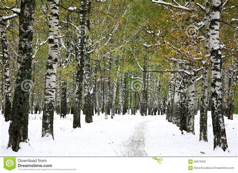 First Snow In The Autumn Park Stock Photo Image Of Weather Fresh