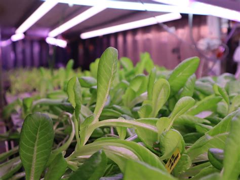 Getting Started With Hydroponics A Beginners Guide