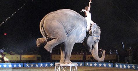 10 Facts About Circuses Fact File