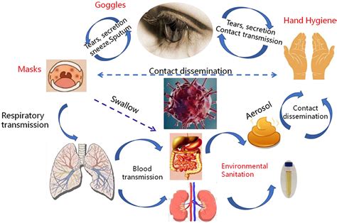 Frontiers Transmission Routes Analysis Of Sars Cov A Systematic