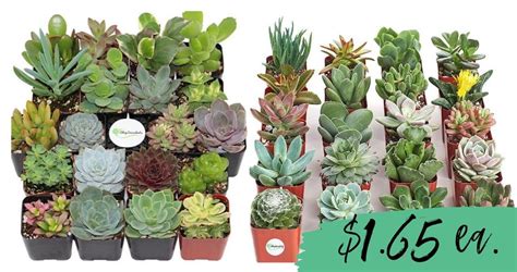 Zulily Sale 20 Pack Live Succulents For 3299 Southern Savers