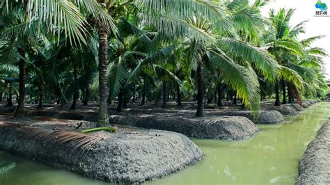 Coconut Farm New Agriculture Technology Youtube