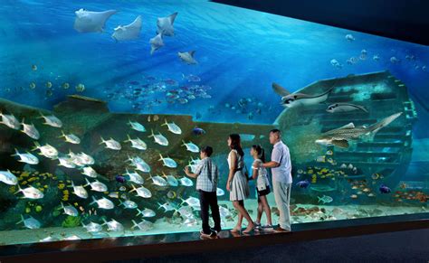 Sea Aquarium Visit In Singapore Thrillophilia