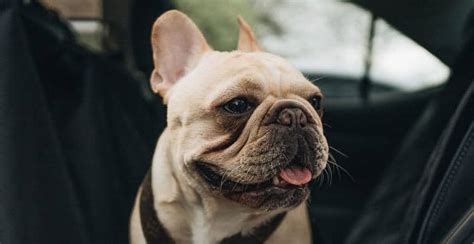 Old dogs are more prone to dehydration, often because of health. Can Dogs Eat Rice? 5 Types of Rice Your Dogs Can Eat ...