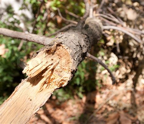 Broken Branch From A Tree Stock Image Colourbox