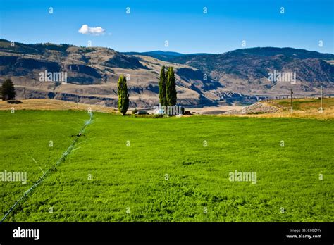 An Irrigated Field In The Thompson River Valley British Columbia