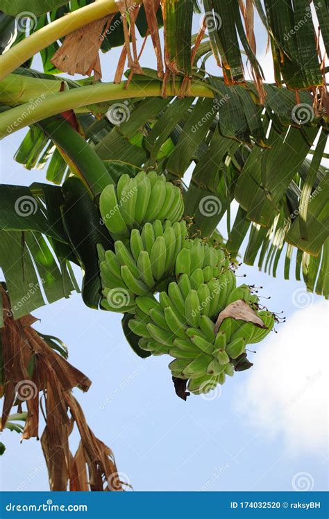Green Bananas Hanging From The Banana Plant Upward Shot Stock Photo