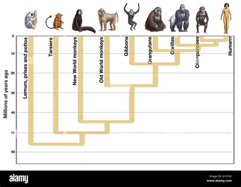 Human Evolution Diagram Artwork Showing The Evolution Of Humans From