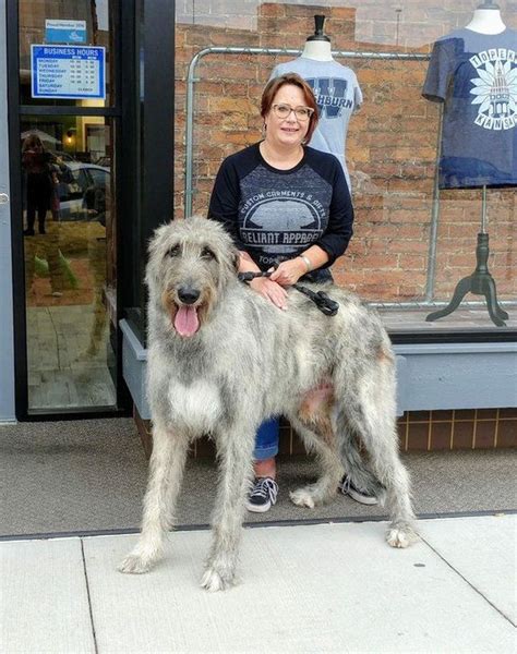 People Are Posting Photos Of Their Adorably Giant Irish Wolfhounds