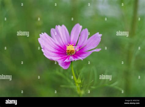 Wild Cosmos Flower Stock Photo Alamy