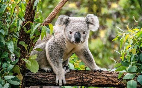 The Koala Is Now Officially Listed As Endangered