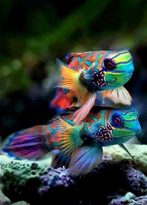 Refreshing Fascinating And Pretty Fish Photography