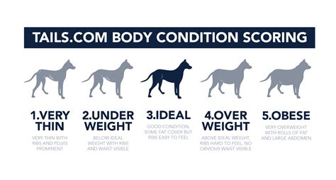 How To Check Your Dogs Body Condition Score