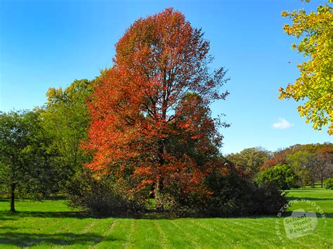 Free Red Maple Tree Photo Colorful Leaves Picture Autumn Panorama