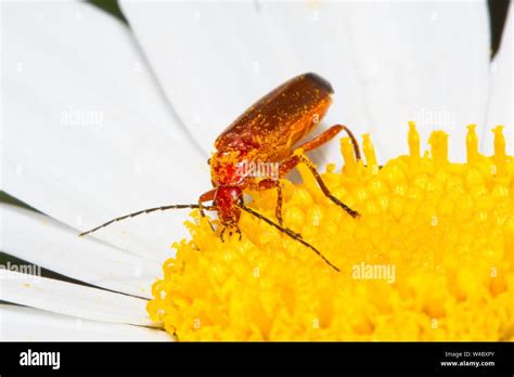 Common Red Soldier Beetle Rhagonycha Fulva Stock Photo Alamy