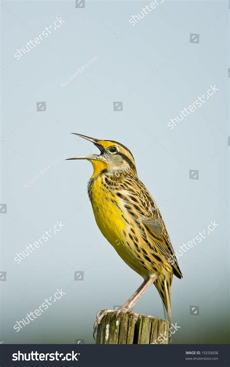Eastern Meadowlark Calling Atop Fence Post Stock Photo 19250608