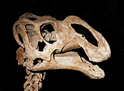 Gryposaurus Monumentensis Skull Photograph By Millard H Sharp Pixels
