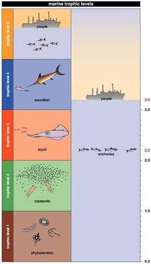 Trophic Level A Marine Example Coastal Wiki