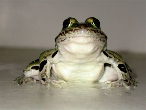 northern leopard frog 1 free photo download freeimages