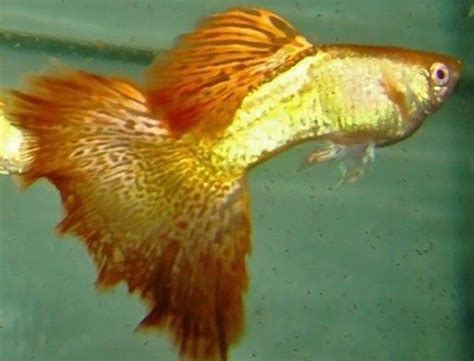 Learn also some interesting tips in breeding these lovable guppies and earn good these characteristics make guppies attractive to most aquarium enthusiasts. Livebearers - essential facts - The fish doctor