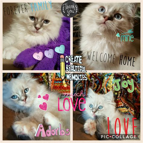 Pin By Angelgirl Ragdolls On In New Homes