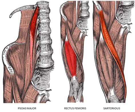 Some of the biggest muscles attach to your thoracolumbar fascia, including your abdominals, lats, and draw shoulders down and back and engage abdominal muscles tight to keep hips in line with cross left ankle over right knee and keep left foot flexed. Hip Flexor Pain Treatments: Bronx, Brooklyn, Flatbush, Marine Park, NY