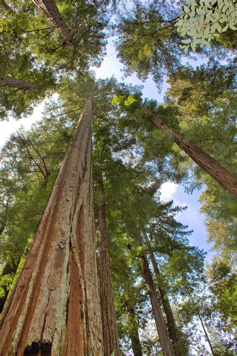 40 Giant Sequoia Sequoiadendron Giganteum Sierra Redwood Tree Seeds Seeds