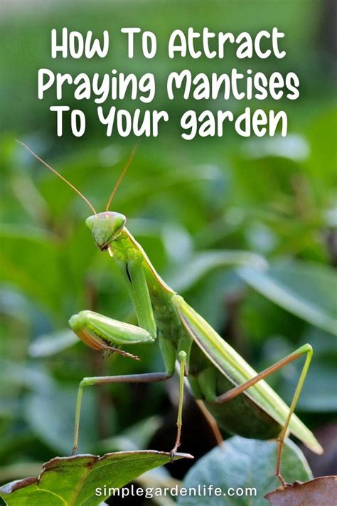 How To Attract Praying Mantises To Your Garden By