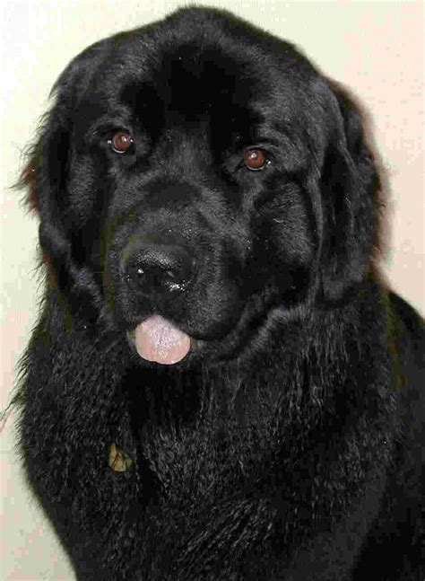 When she was a puppy, she would bite people for no reason. Excitement N Net: Gigantic Dog - Newfoundland