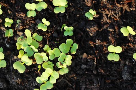 The 9 Cabbage Growing Stages How To Grow This Vegetable